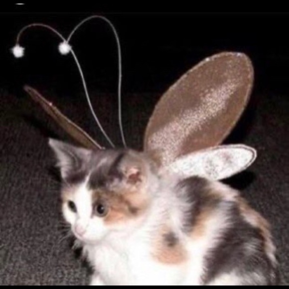 Meet your Posher, Eja